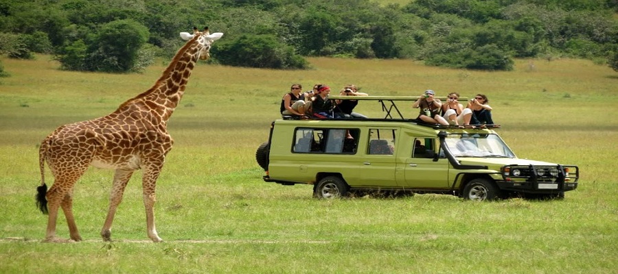 Game Drive Safari