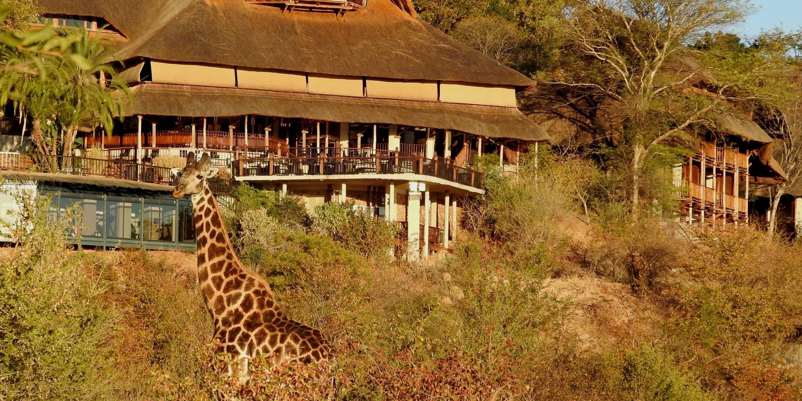 Lodge Safaris