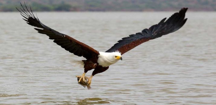 Fish Eagle