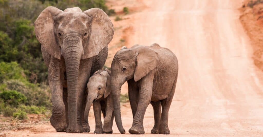 Elephants in Tarangire