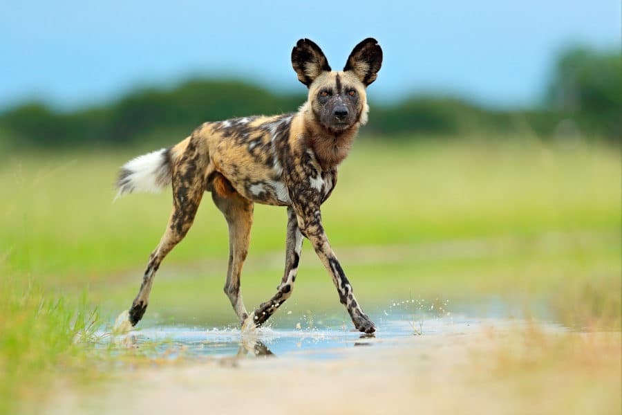 Wild Dog in Selous