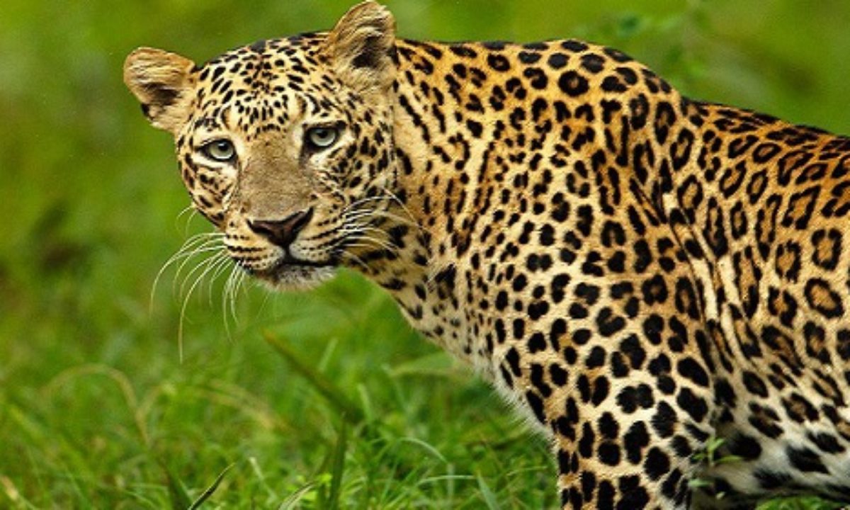 Leopard near Kilimanjaro