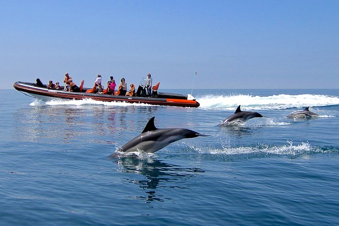 Dolphin