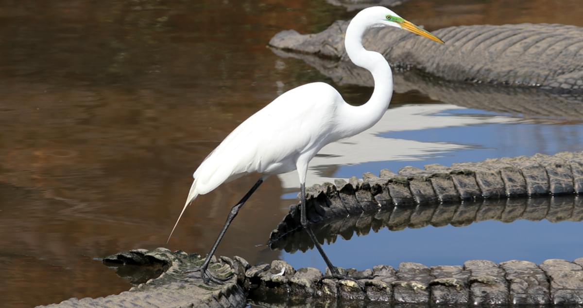 Egret