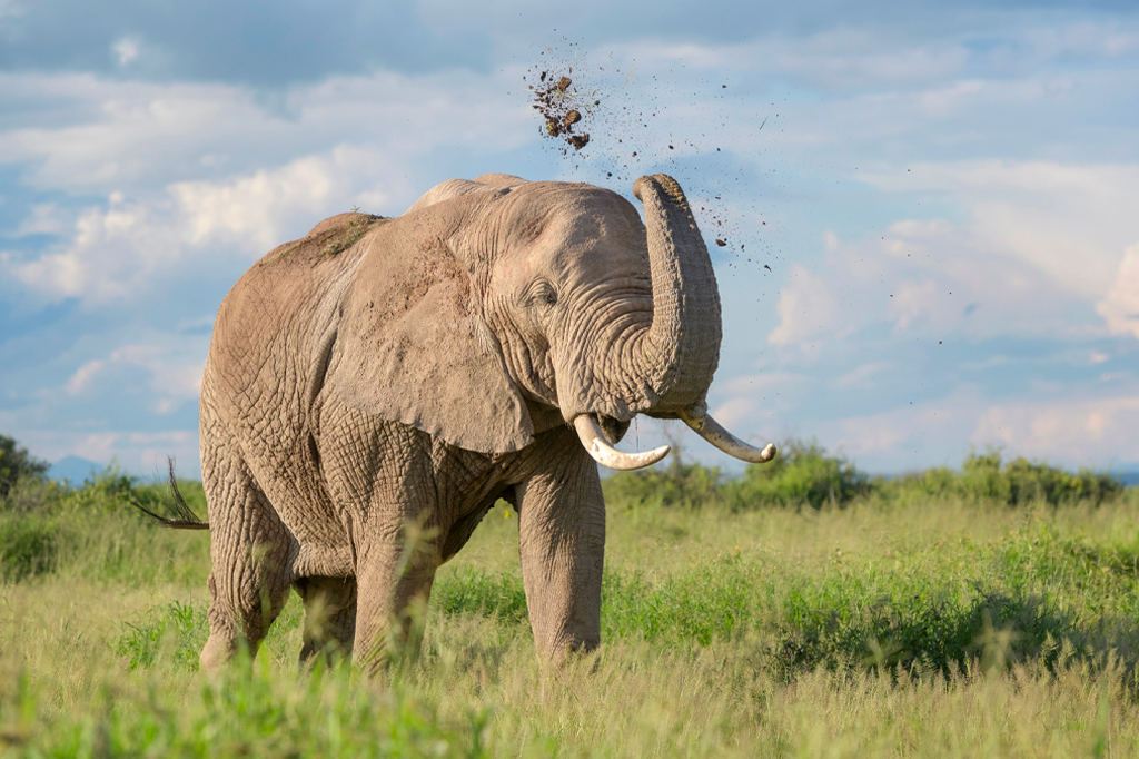 Elephant in Katavi