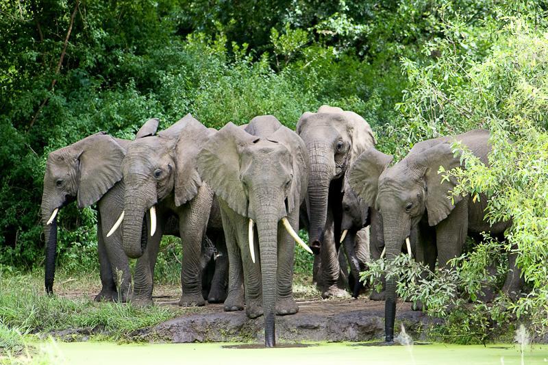 Elephant in Lake Manyara