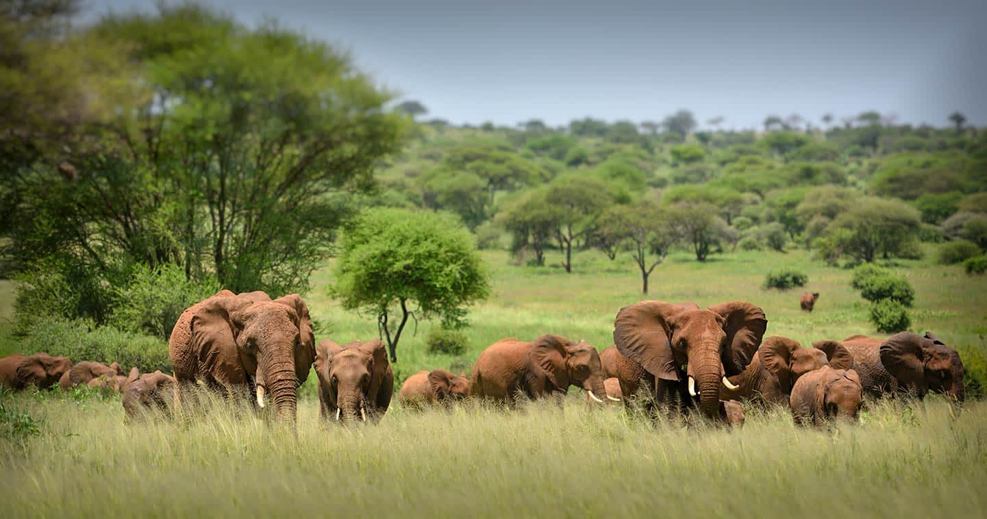 Ngorongoro Crater