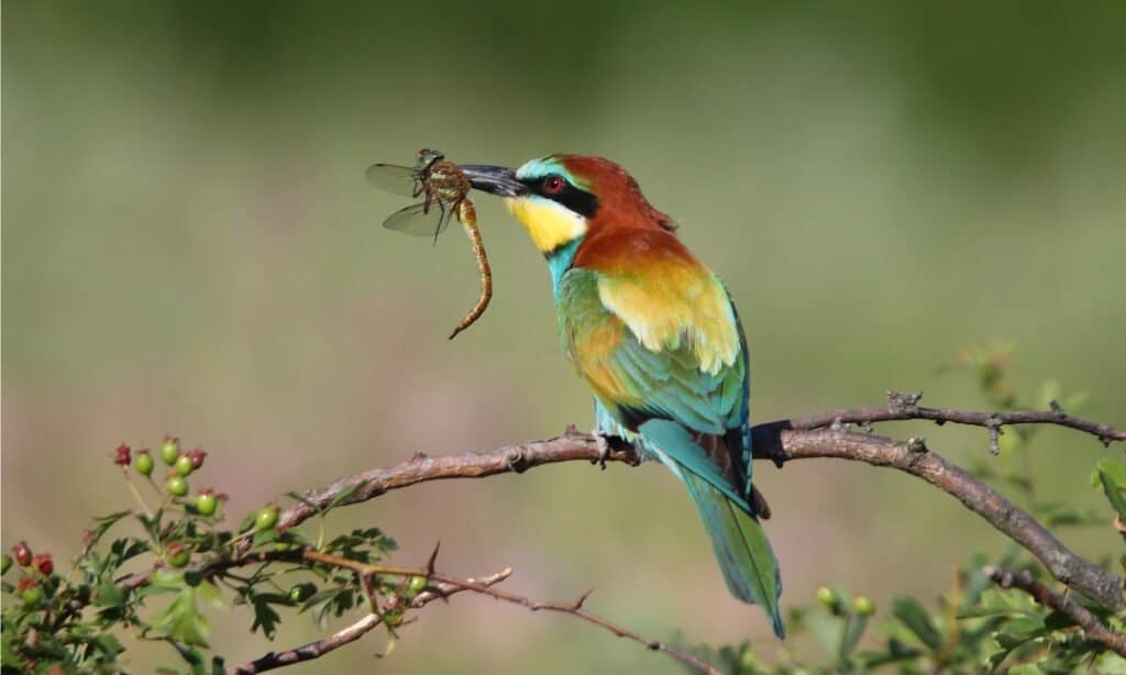 Bee-eater