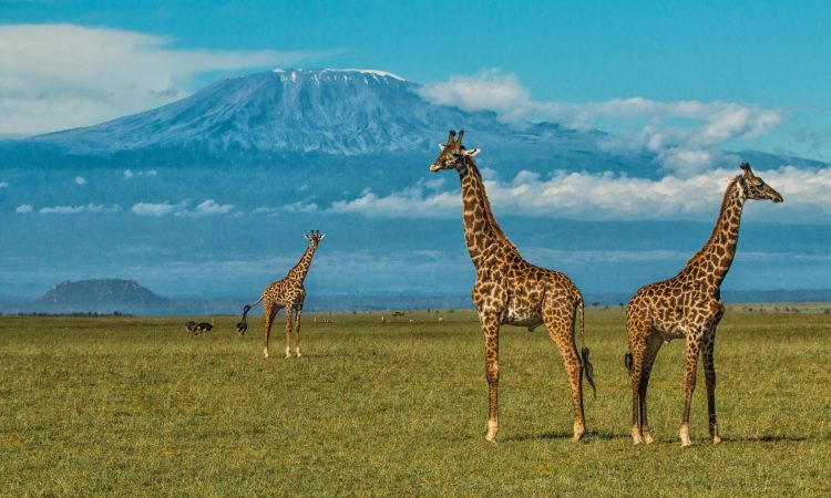 Mount Kilimanjaro