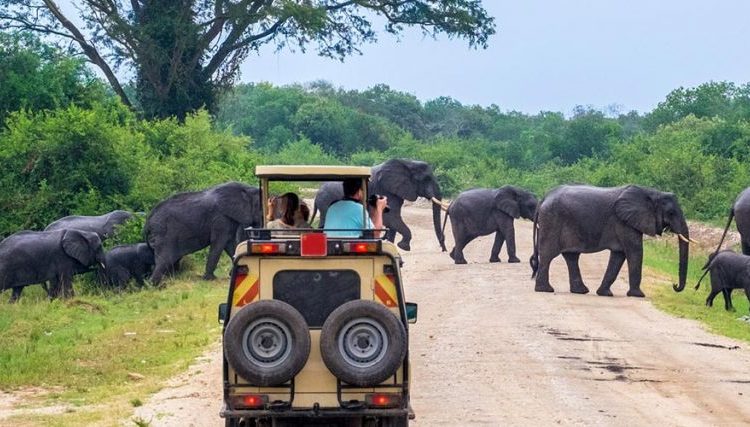 Game Drive Safari