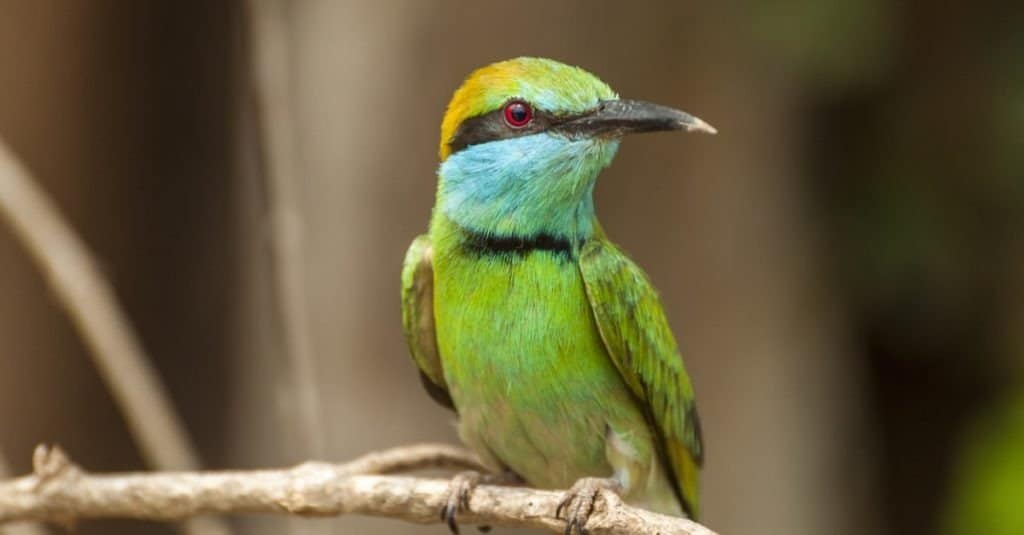 Bee-eater