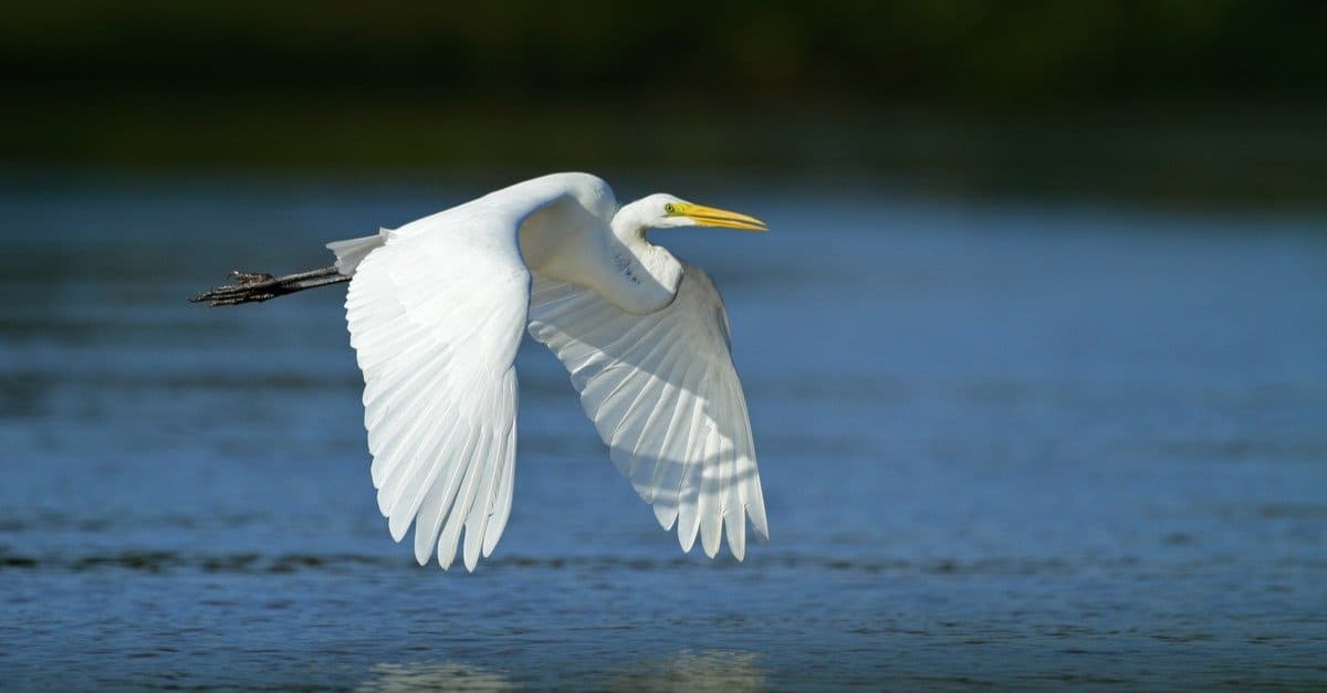 Heron