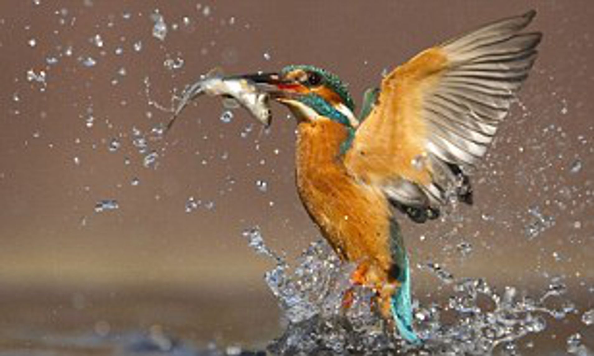 Kingfisher