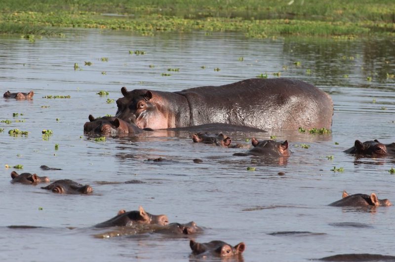 Hippo Pool