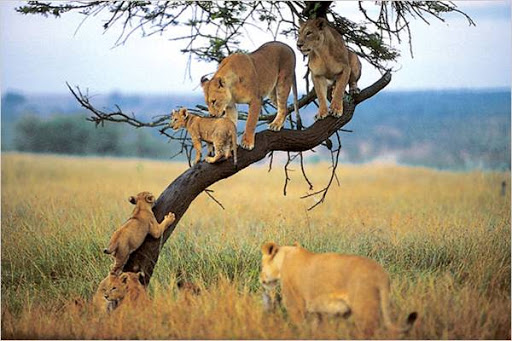 Lake Manyara