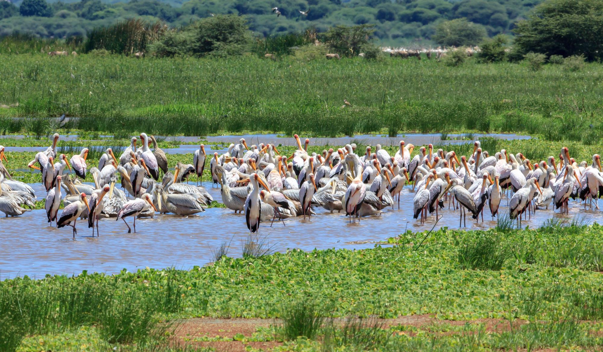 Flamingos of Lake Manyara