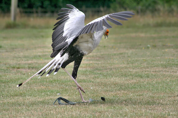 Secretary Bird