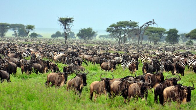 Serengeti Landscape