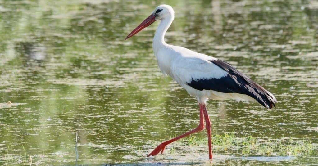 Saddle-billed Stork