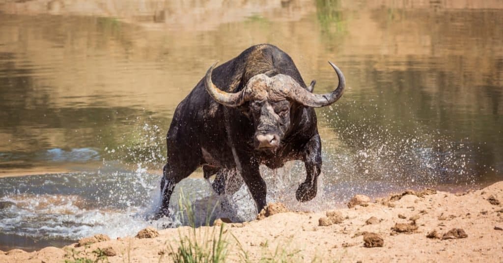 Buffalo in Katavi