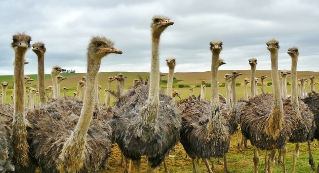 Ostrich in Serengeti