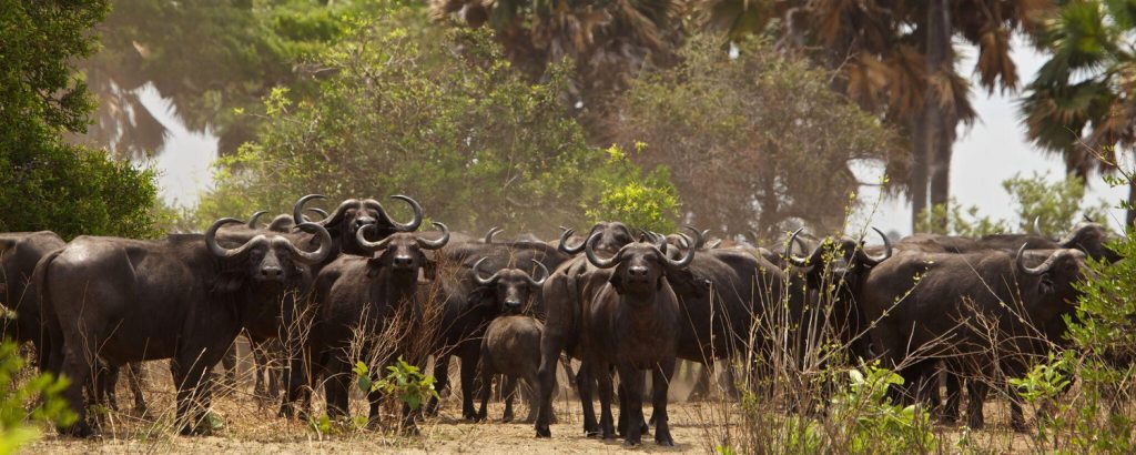 Katuma Bush Lodge
