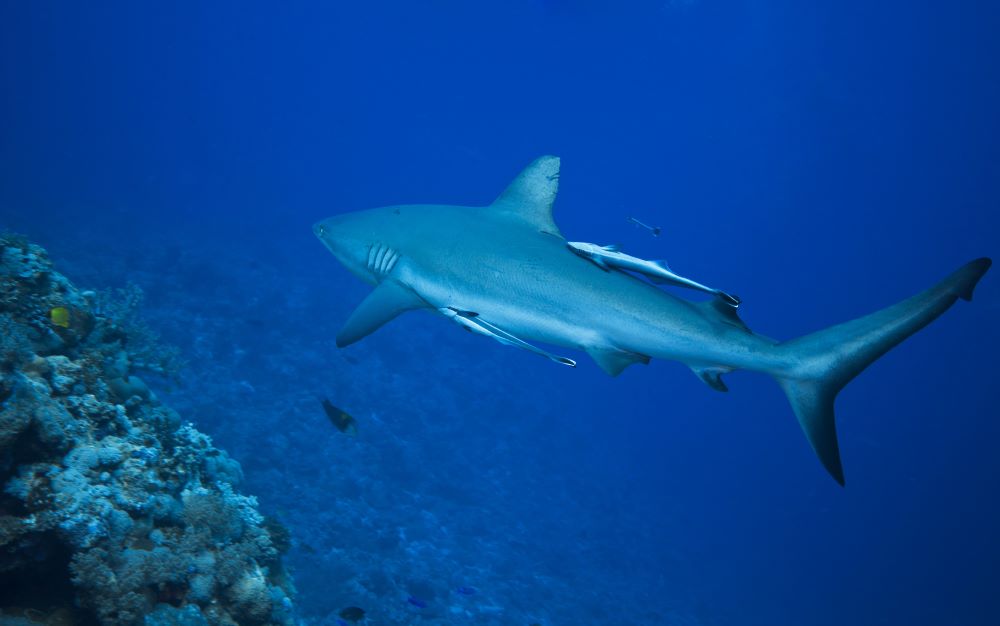 Reef Shark