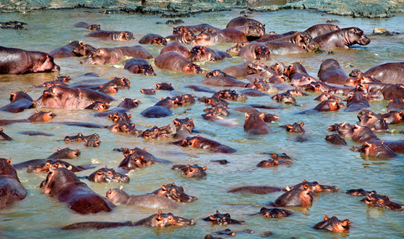 Hippo Watching