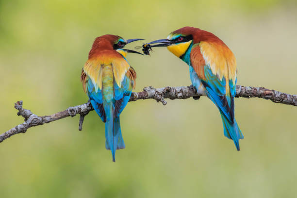 Bee-eater