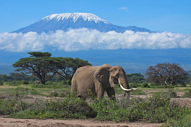 Mount Kilimanjaro Landscape