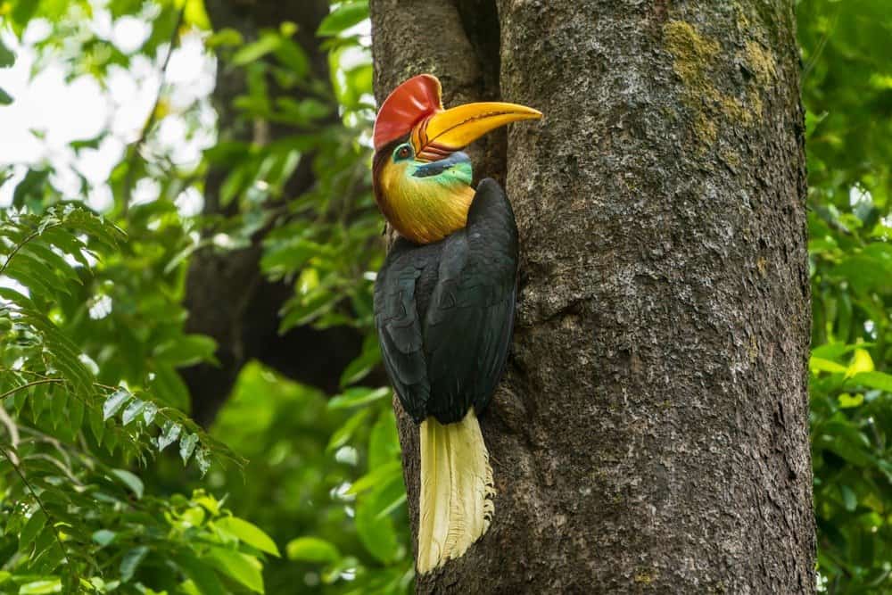 Hornbill