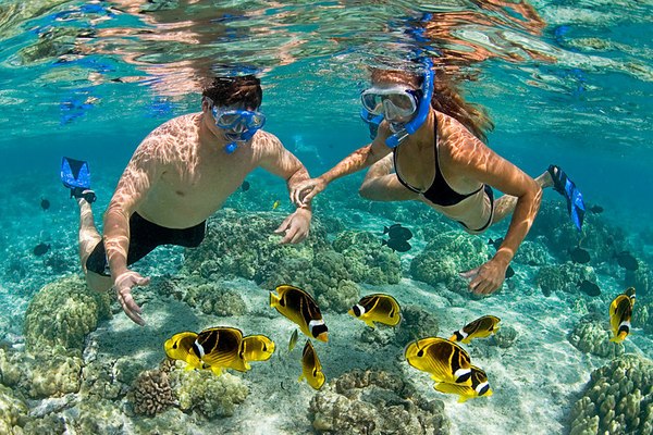 Mnemba Snorkeling