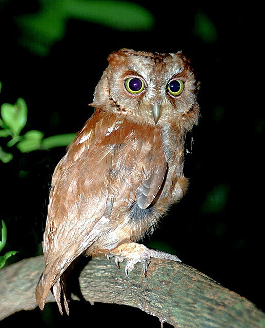 Pemba Scops Owl