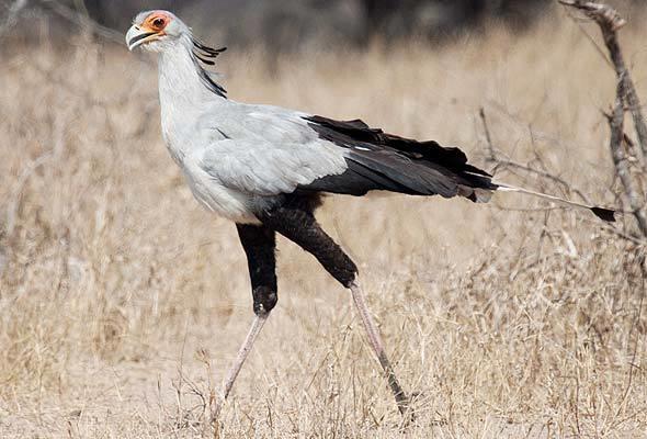Secretary Bird