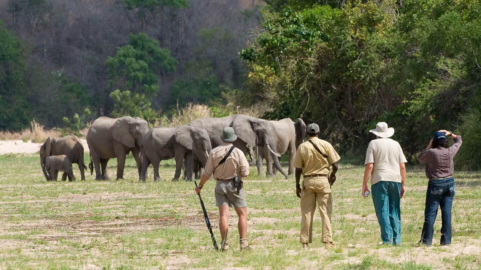 Walking Safari