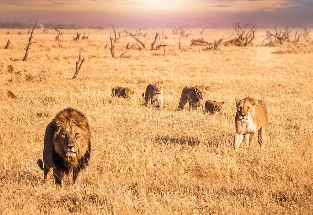 Lion in Katavi
