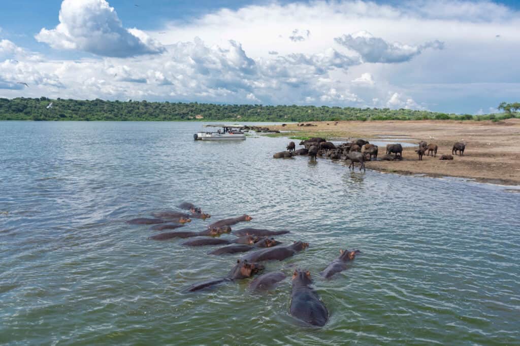 Hippo in Katavi