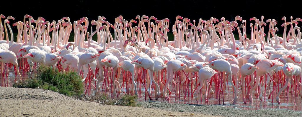 Flamingo