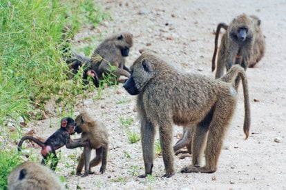 Baboon in Lake Manyara