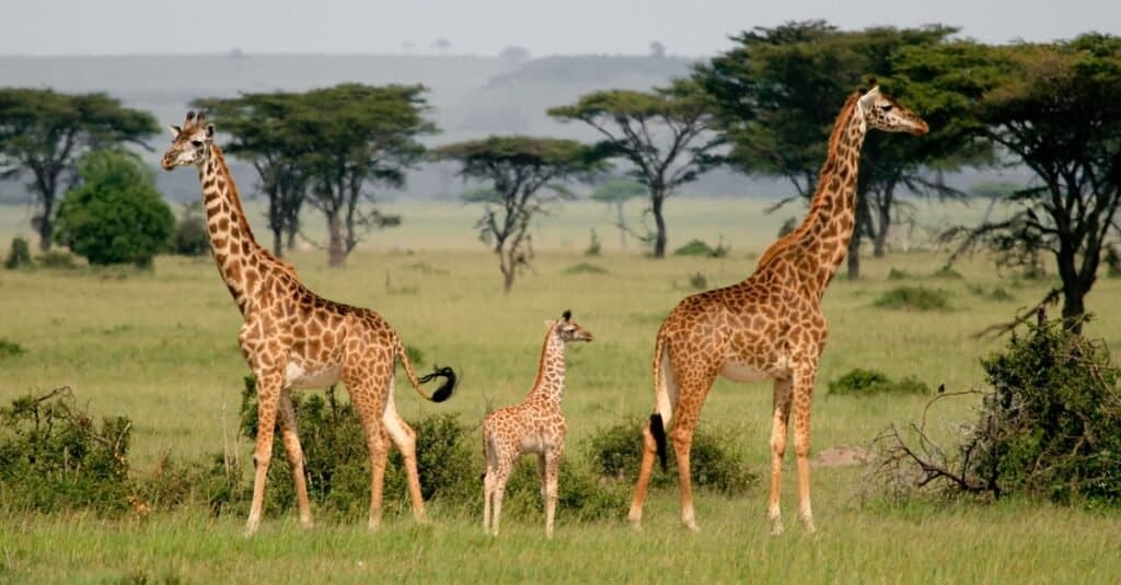 Giraffe in Katavi